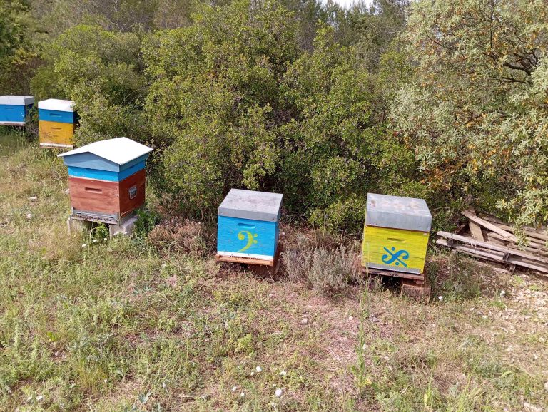 Les dernires arrivées .. celles de Guy + l'essaim dasn la jaune