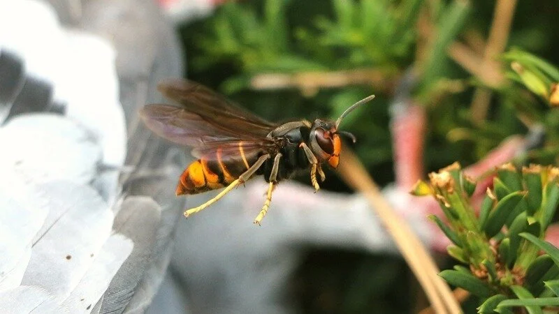 frelon asiatique tuer abeilles