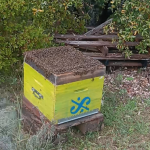 Transfert dans la ruche