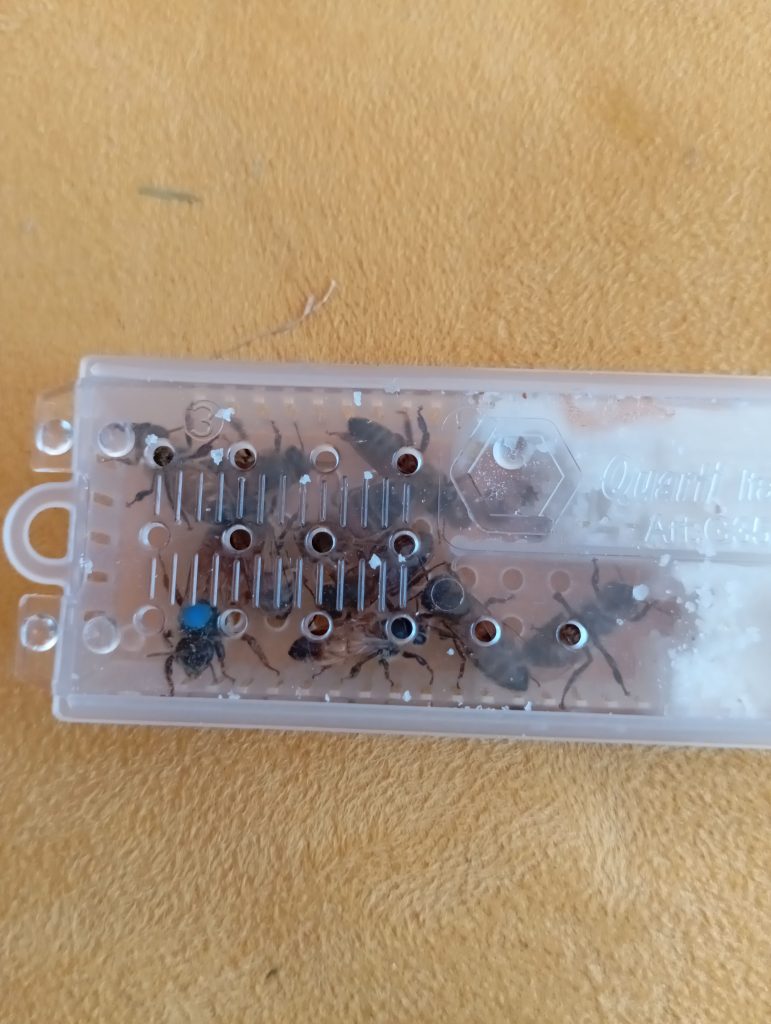 LA nouvelle reine Bleue 2025