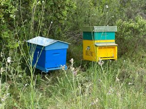 Nos 2 ruches canal historique  avce des reines 2022reines 2022