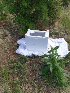 Récupération essaim ONB