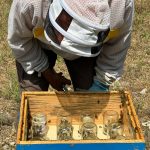 pots sur la ruche de guy