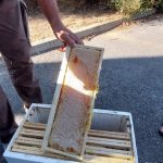 Mise en ruchette pour le transport