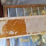 DDésoperculation au couteau