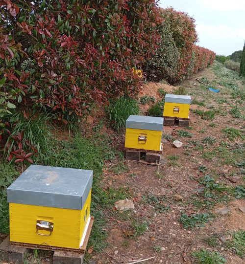 WhatsApp Image 2025-04-05 à 15.09.02_066a9e57